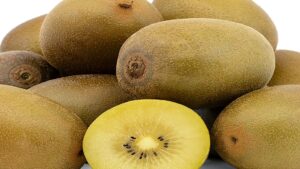 Macfrut Academy, video lesson on the supply chain for yellow-fleshed and red-fleshed kiwifruit