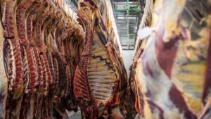 Red Meat Industry Reeling as China Slams Door on Beef After FMD Outbreak Spreads