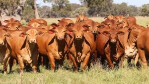 SA’s Beef with Borders: FMD Outbreak Stalls Trade, Minister Unsure of Reopening
