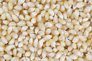 Maize Surplus Puts Pressure on South African and Zambian Exports