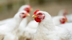 African Poultry Sector Demands United Front for Regional – Update Growth