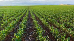 FirstRand Bank to scale up agribusinesses in South Africa