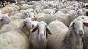 A journey through 50 years of WA sheep and cattle export history