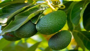 At Macfrut 2026, the Plant Nursery exhibition will shine a spotlight on the nursery supply chain