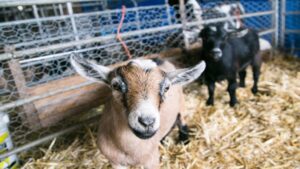 Premier African AgriTech Expo Lands in SA