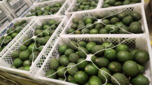 Gulf Capital Reimagines Africa as Global Agri-Industrial Breadbasket