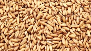 Kazakhstan Secures Top-Tier Global Grain Export Ranking
