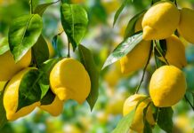 South African Citrus Industry Eyes Record Growth Amid Logistics and Geopolitical Shifts