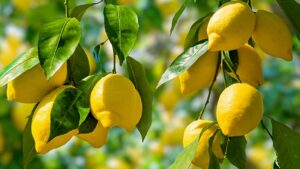 South African Citrus Industry Eyes Record Growth Amid Logistics and Geopolitical Shifts