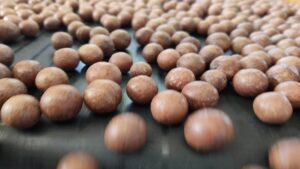 South African nut exports rise 13.3% as global demand grows