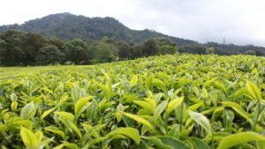 Tea Industry Is Worth More Than Bulk Exports in Kenya