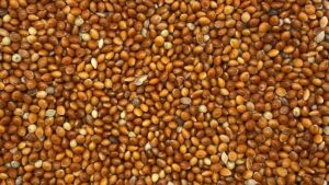India–Africa Cooperation in Agriculture, Millets & Food Security