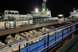 South Africa Backs Live Animal Exports Despite Growing Regulatory and Activist Pressure