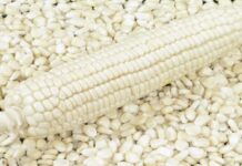 South Africa Resumes Maize Exports from Key Hub Amid Record Crop Forecasts