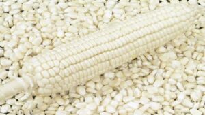 South Africa Resumes Maize Exports from Key Hub Amid Record Crop Forecasts