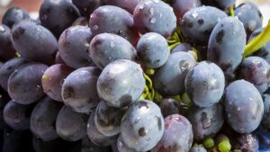 South Africa to Import Italian Table Grapes in Bilateral Trade Win