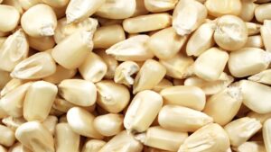 Far East Demand Returns as South Africa’s Maize Exports Surge