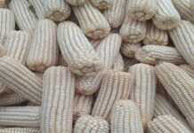 South Africa’s Record Maize Harvest Reopens Asian Export Channels