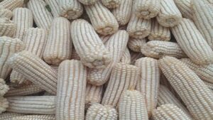 South Africa’s Record Maize Harvest Reopens Asian Export Channels