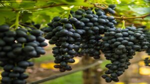 South Africa Must Turn Export Talk Into Export Action