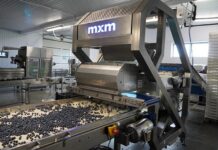 New blueberry sorter combines optical grading with gentle fruit handling
