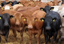 Pretoria Weights Reopening to Botswana Beef from Disease Free Zones