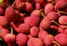US Importers Brace for Leaner South African Lychee Season Amid Supply and Cost Pressures