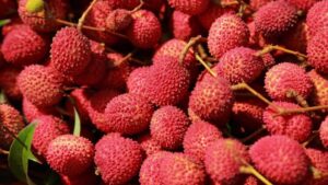 US Importers Brace for Leaner South African Lychee Season Amid Supply and Cost Pressures